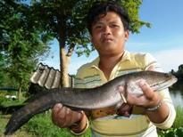 Thai Fish Species - Striped Snakehead