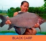 Thai Fish Species - Black Shark Minnow