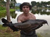 Thai Fish Species - Ripsaw Catfish