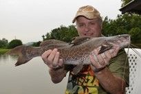 Thai Fish Species - Marble Catfish