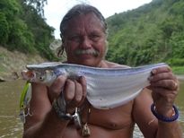 Thai Fish Species - Whisker Sheatfish