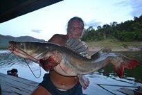 Thai Fish Species - Thai Redtailed Catfish