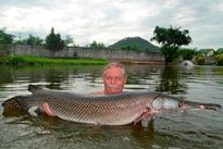 Alligator Gar