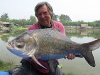 Thai Fish Species - Catla Carp