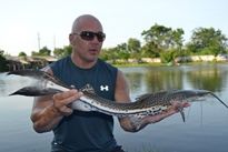 Thai Fish Species - Firewood Catfish