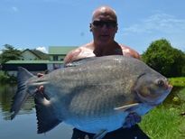 Thai Fish Species - Pacu