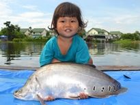 Thai Fish Species - Clown Featherback