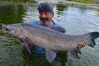 Chinese Black Carp