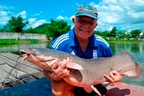 Thai Fish Species - Vundu Catfish