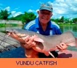 Palm Tree Lagoon Gallery - Vundu Catfish