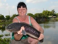Thai Fish Species - Giant Snakehead