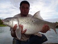 9.2kg Mrigal