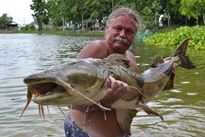 Thai Fish Species - Goonch