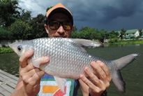 Thai Fish Species - Tricolour Shark Minnow