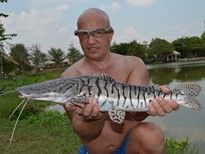 Thai Fish Species - Barred Sorubim