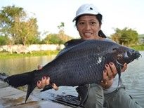 Thai Fish Species - Black Shark Minnow