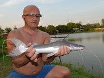 Thai Fish Species - Lau Lau