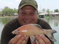 Thai Fish Species - Red Labeo