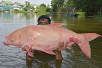 Thai Fish Species - Picuda