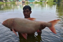 Thai Fish Species - Picuda