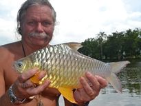 Thai Fish Species - Golden Bellied Barb