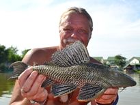 Thai Fish Species - Suckermouth Catfish