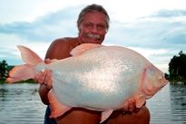 Thai Fish Species - Albino Pacu