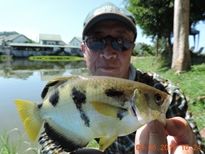 Thai Fish Species - Archer Fish