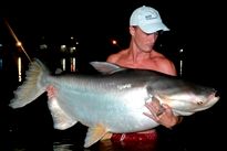 Thai Fish Species - Big-Y Catfish