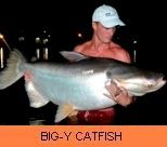 Thai Fish Species - Big-Y Catfish