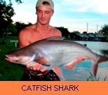 Thai Fish Species - Catfish Shark