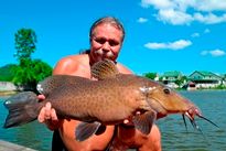 Thai Fish Species - Giraffe Catfish