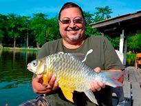 Thai Fish Species - Golden Bellied Barb