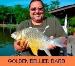 Thai Fish Species - Golden Bellied Barb