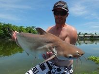 Thai Fish Species - Thai Catfish Shark