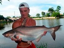Thai Fish Species - Thai Catfish Shark