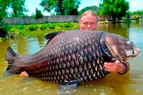 Thai Fish Species - Siamese Carp