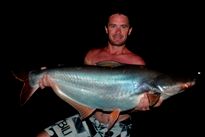Thai Fish Species - Striped Catfish
