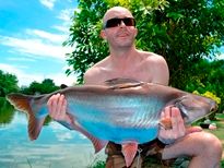 Thai Fish Species - Striped Catfish