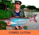 Thai Fish Species - Striped Catfish