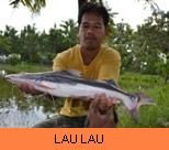 Thai Fish Species - Lau Lau