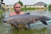 Chinese Black Carp