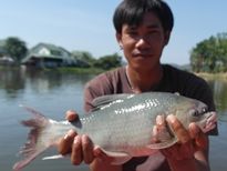 Thai Fish Species - Bangana Behri
