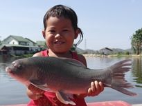 Thai Fish Species - Bangana Behri