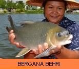 Thai Fish Species - Bangana Behri