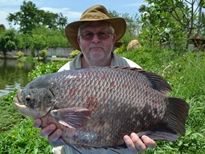 Thai Fish Species - Elephant Ear Gourami