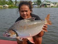 Thai Fish Species - Flagtail