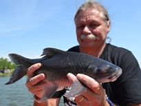 Thai Fish Species - Kali Rohu