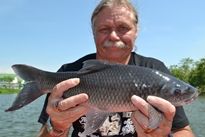 Thai Fish Species - Kali Rohu