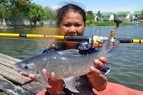 Thai Fish Species - Kali Rohu